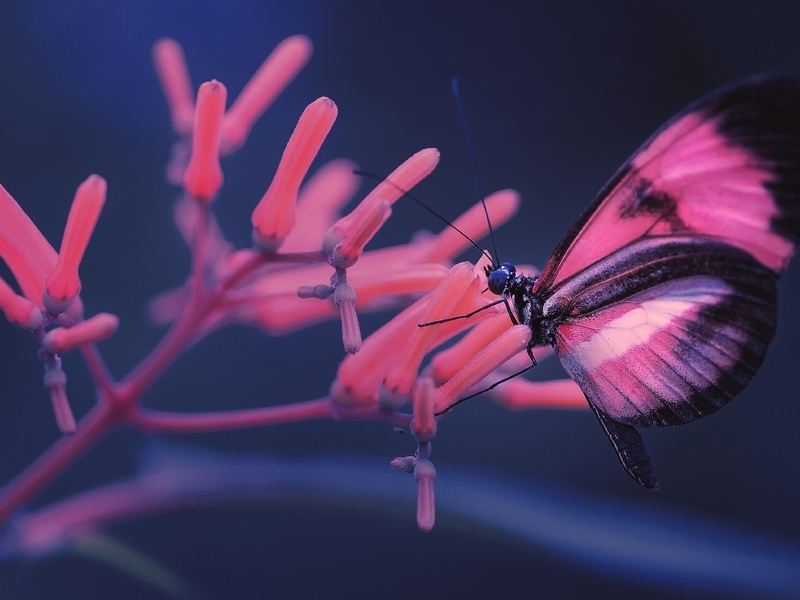 Картинка: Бабочка, крылья, сидит, цветок, стебли, размытость