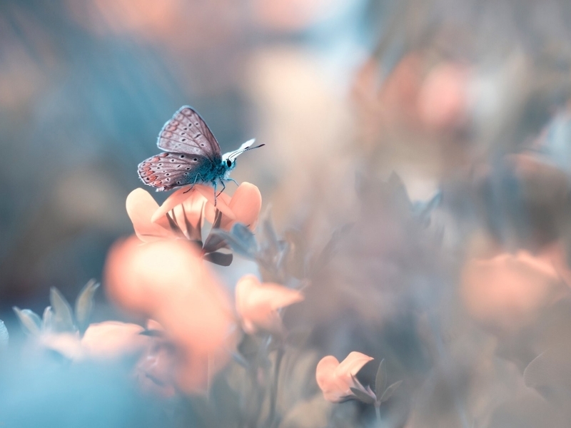 Картинка: Бабочка, крылья, сидит, цветок, размытый фон