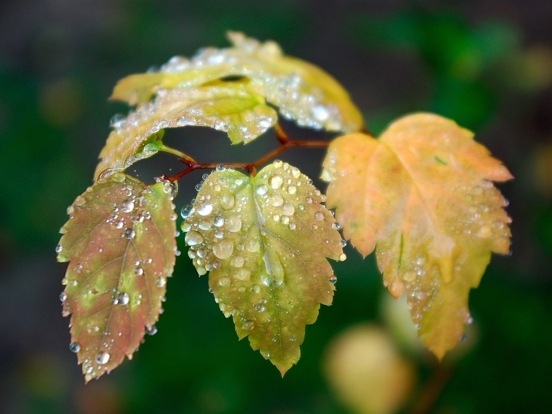 Image: Leaves, branch, drops, water