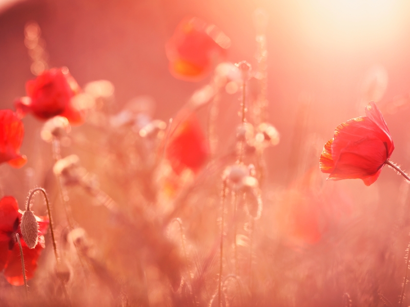 Image: Poppy, red, flowers, macro, blurred background