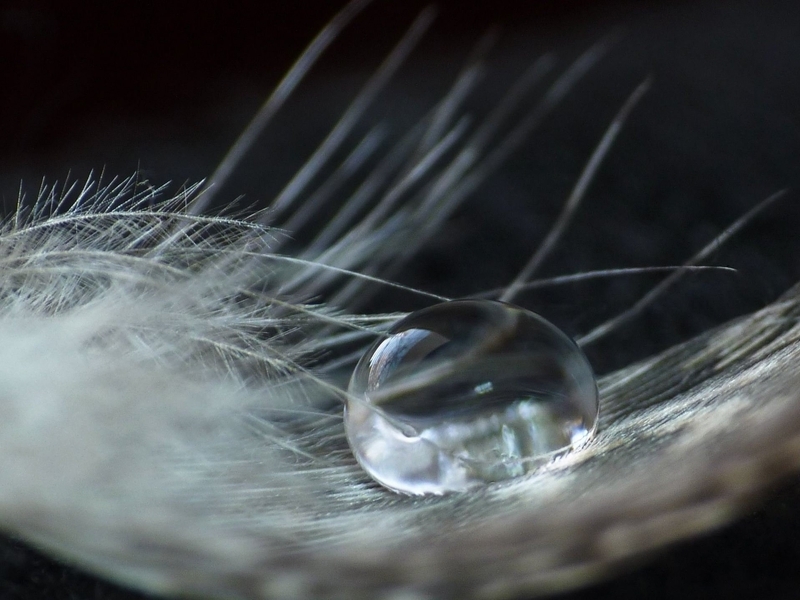 Image: Feather, water, drop, macro