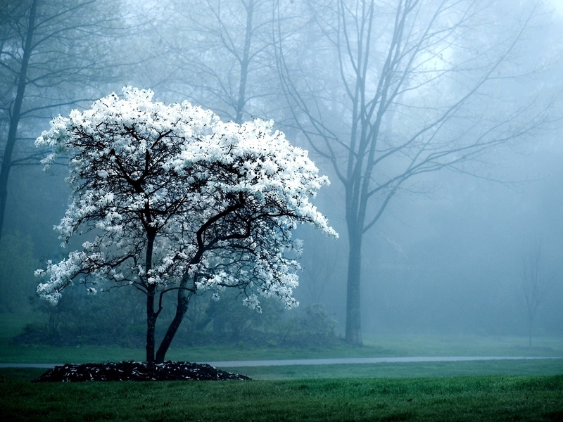 Image: Tree, forest, fog, road, trees, nature