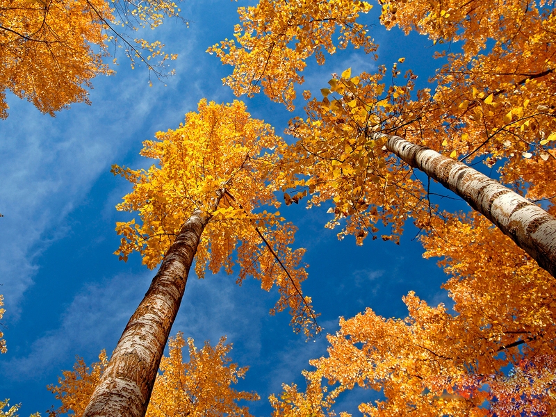 Image: Trees, birch, leaves, foliage, autumn, yellow, clear