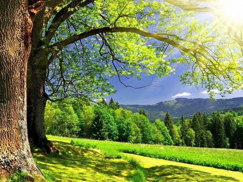 Картинка: Деревья, ветки, лес, листва, трава, горы, небо, облака, свет, лучи, солнце, тень, дорожка