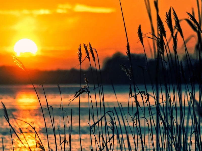 Картинка: Закат, озеро, отражение, солнце, небо, трава, растение