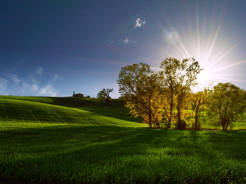 Image: Trees, grass, field, sun, rays, sky, shadow