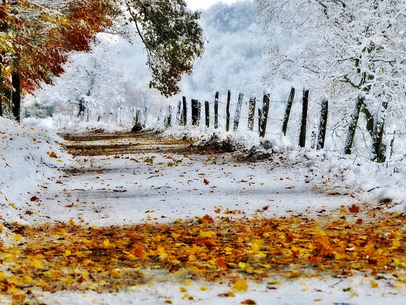 Картинка: Снег, жёлтые листья, деревья, дорога, забор