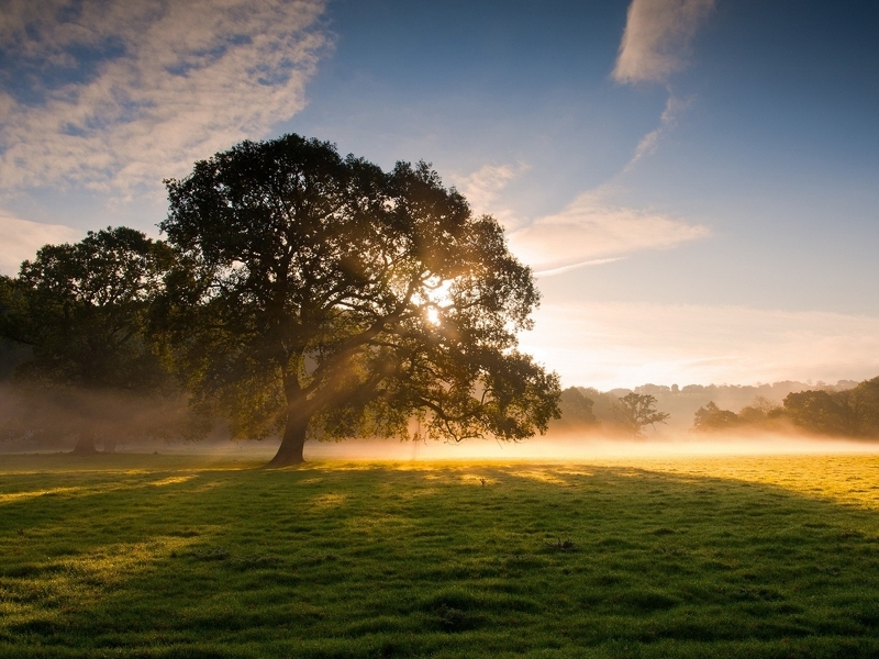 Image: Field, grass, trees, fog, light, sun, sky, clouds