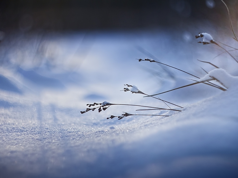 Картинка: Травинка, снег, сугроб, зима, тень