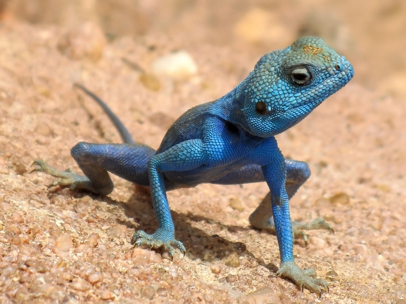 Image: Agama, lizard, scales, body, blue, sand, desert