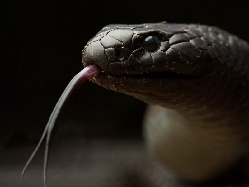 Картинка: Змея, язык, голова, глаз, рептилия