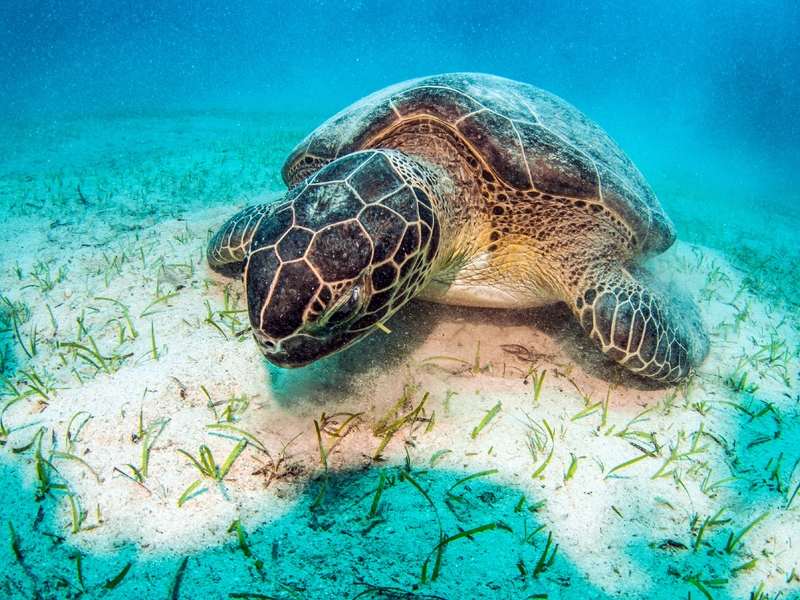 Картинка: Морская черепаха, песок, дно, растения, освещение