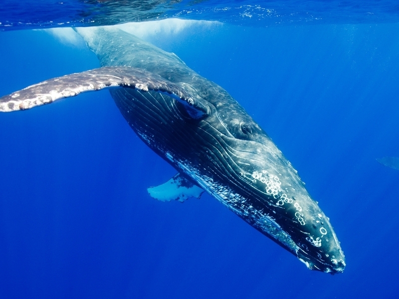 Картинка: Животное, Горбатый кит, кит, плавники, поверхность, ныряние, лучи, всплеск