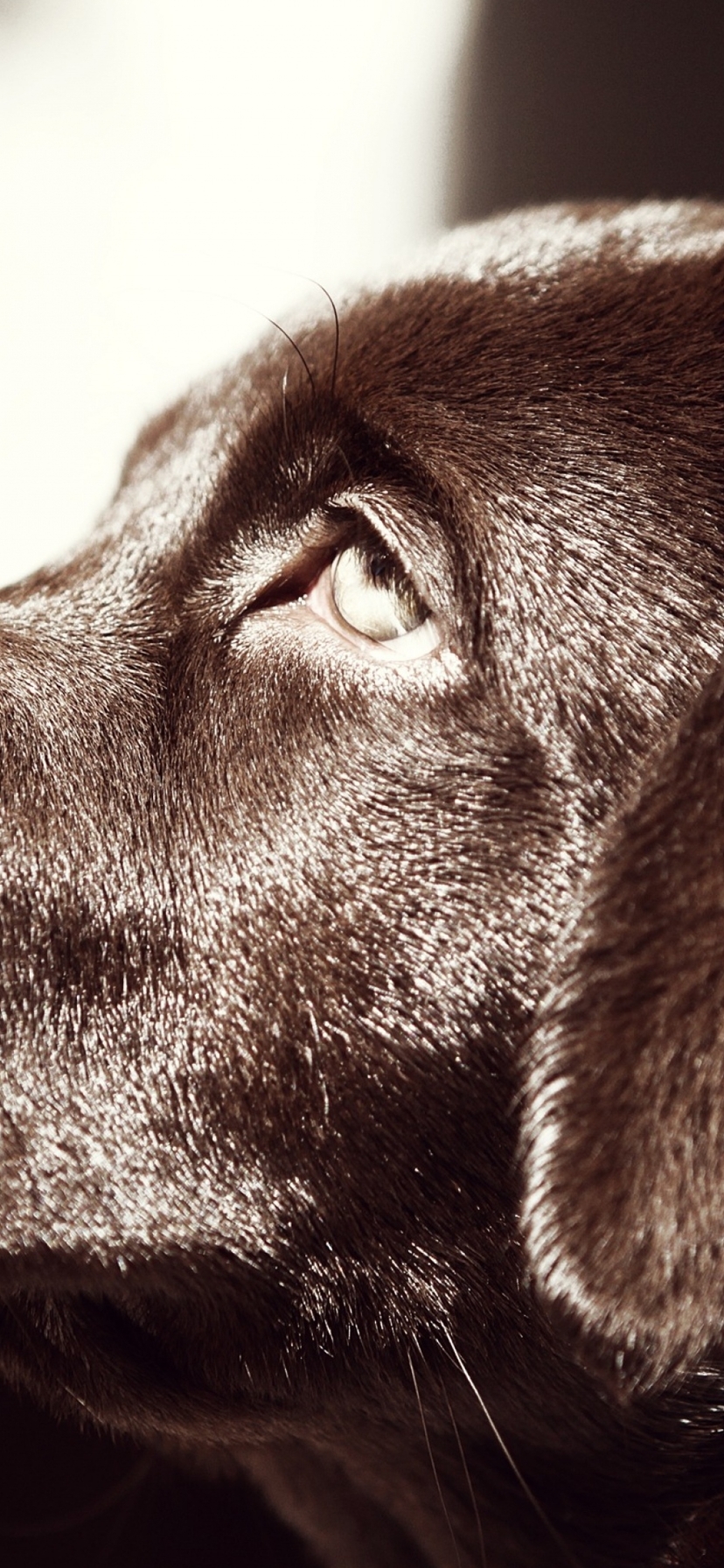 Картинка: Лабрадор, собака, пёс, нос, глаз, уши, морда, профиль, шоколадный окрас