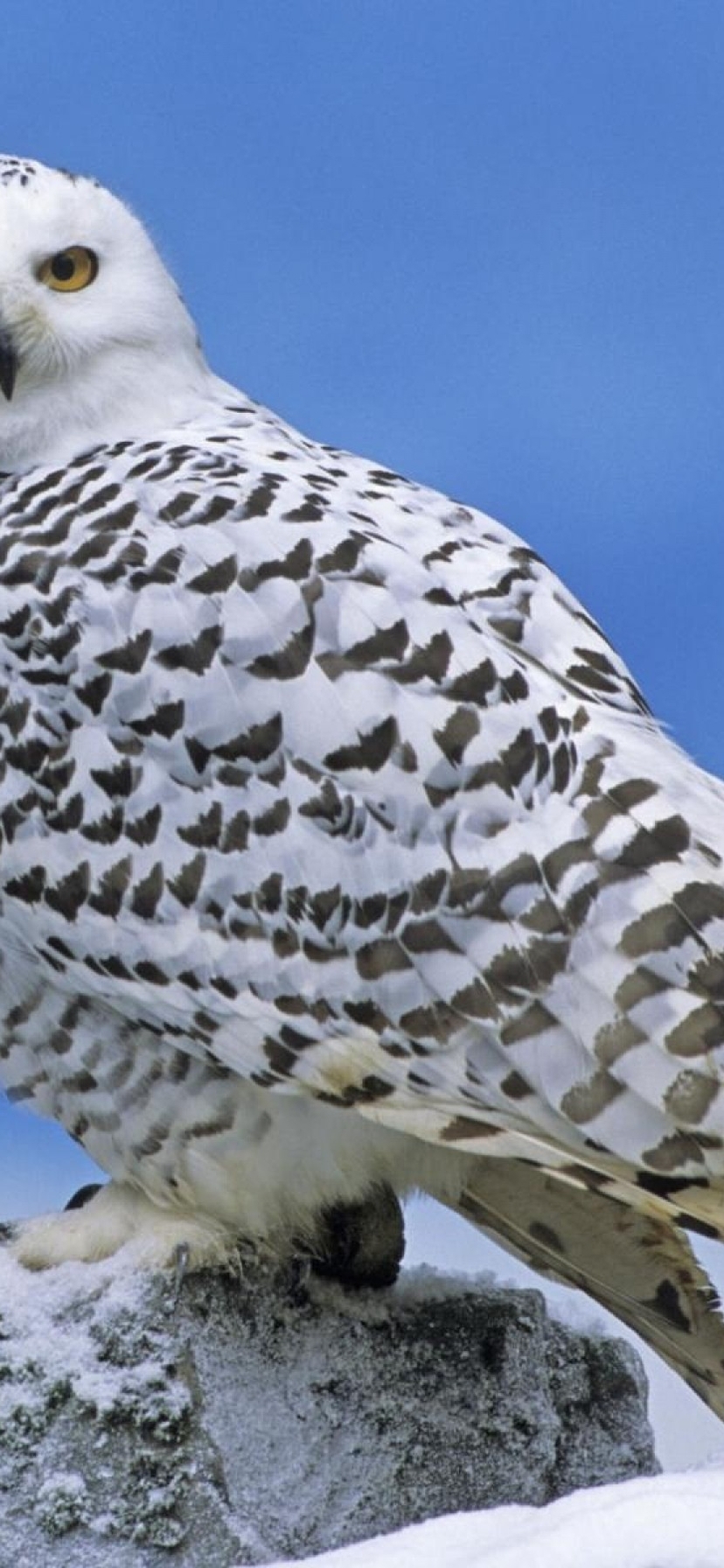 Image: Owl, white, Arctic, plumage, feathers, head, eyes, look, tundra, snow, stone, sky