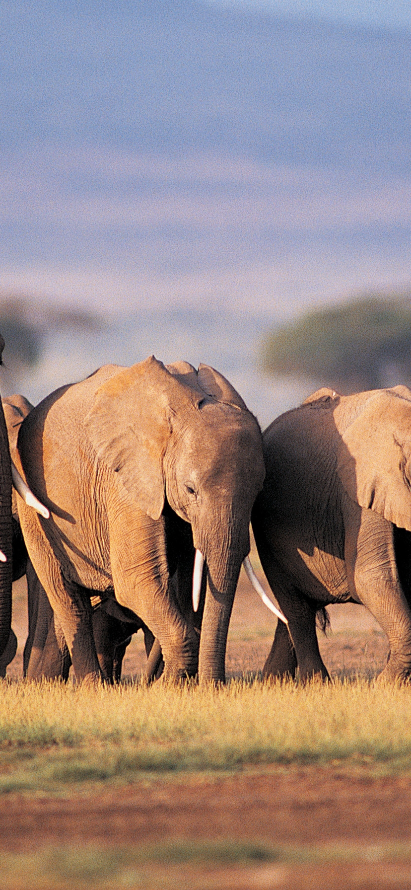 Картинка: Слоны, семья, саванна, поле, Африка