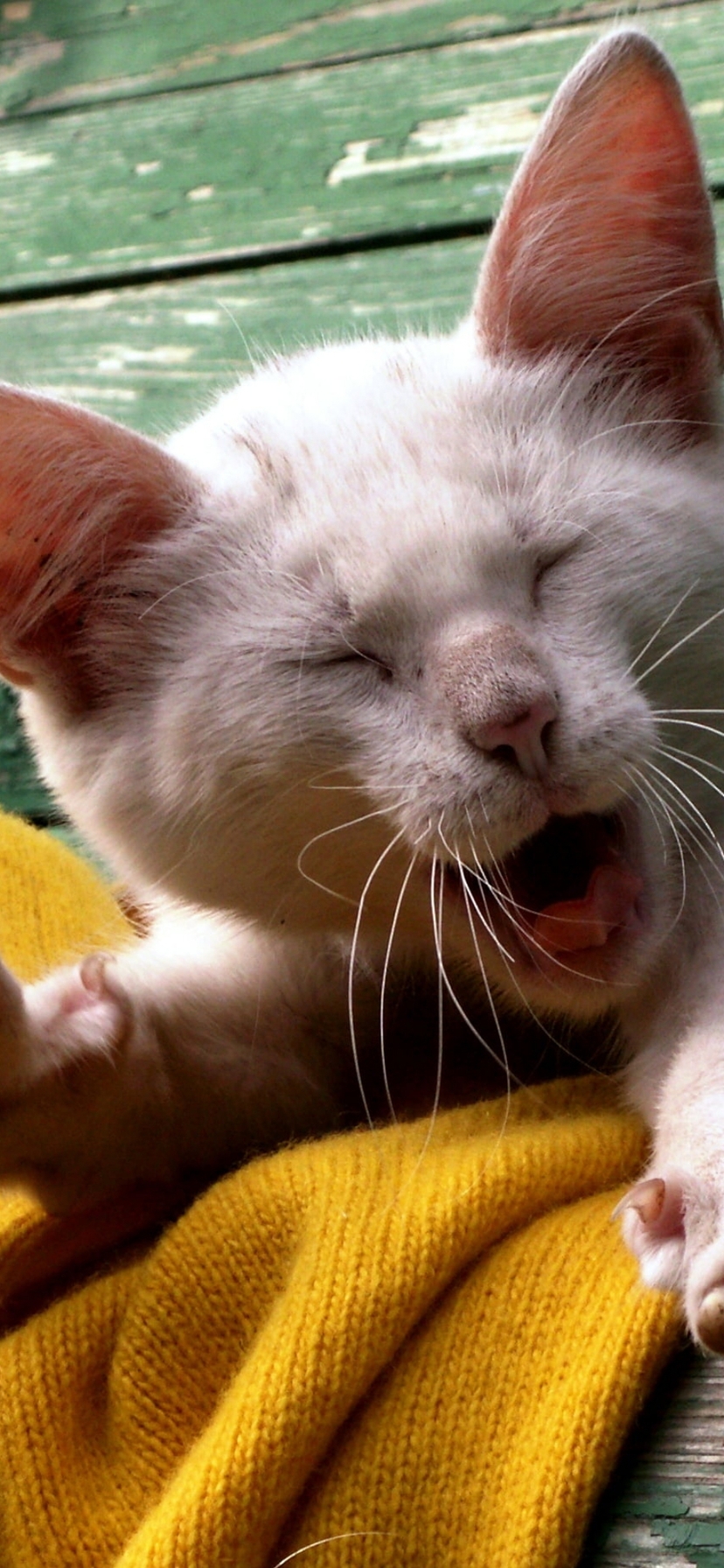 Картинка: Кошка, котёнок, белый, зевает, потягивается