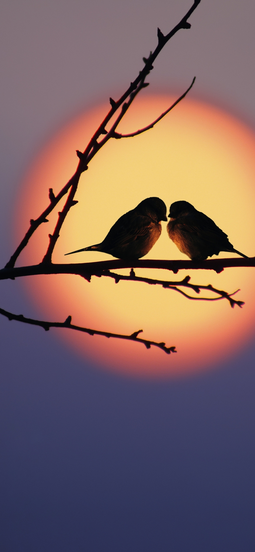 Image: Birds, couple, branch, sunset, evening, sun