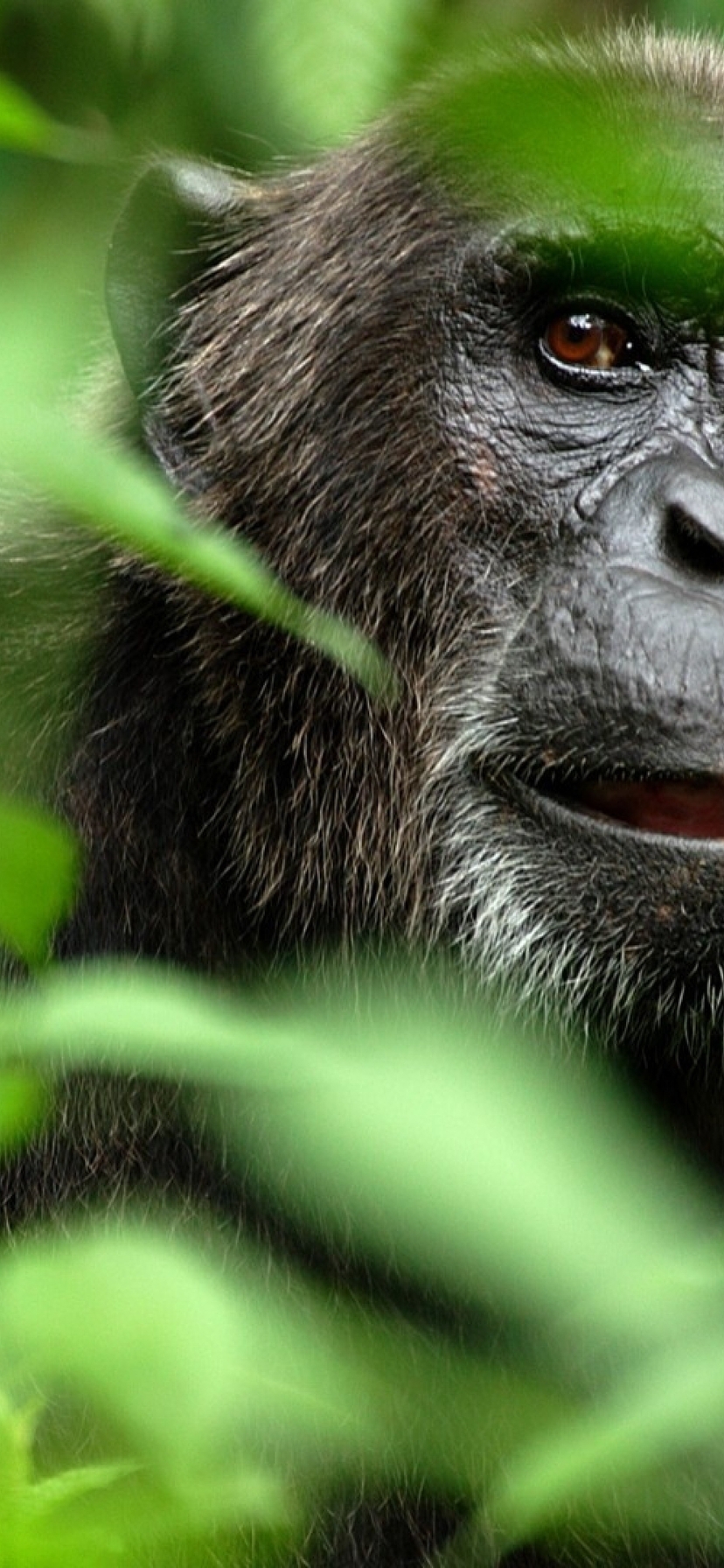 Image: Monkey, chimpanzee, jungle, branches, leaves, muzzle, eyes