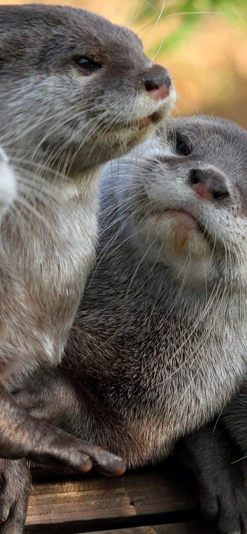 Image: Animals, otters, watching, whiskers, fluffy, four