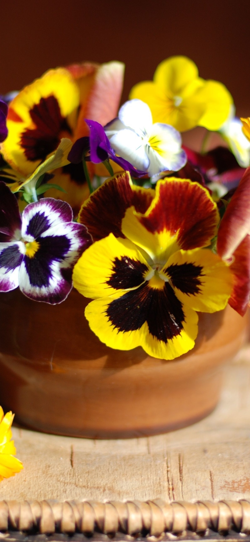 Image: Flowers, Pansy, violet