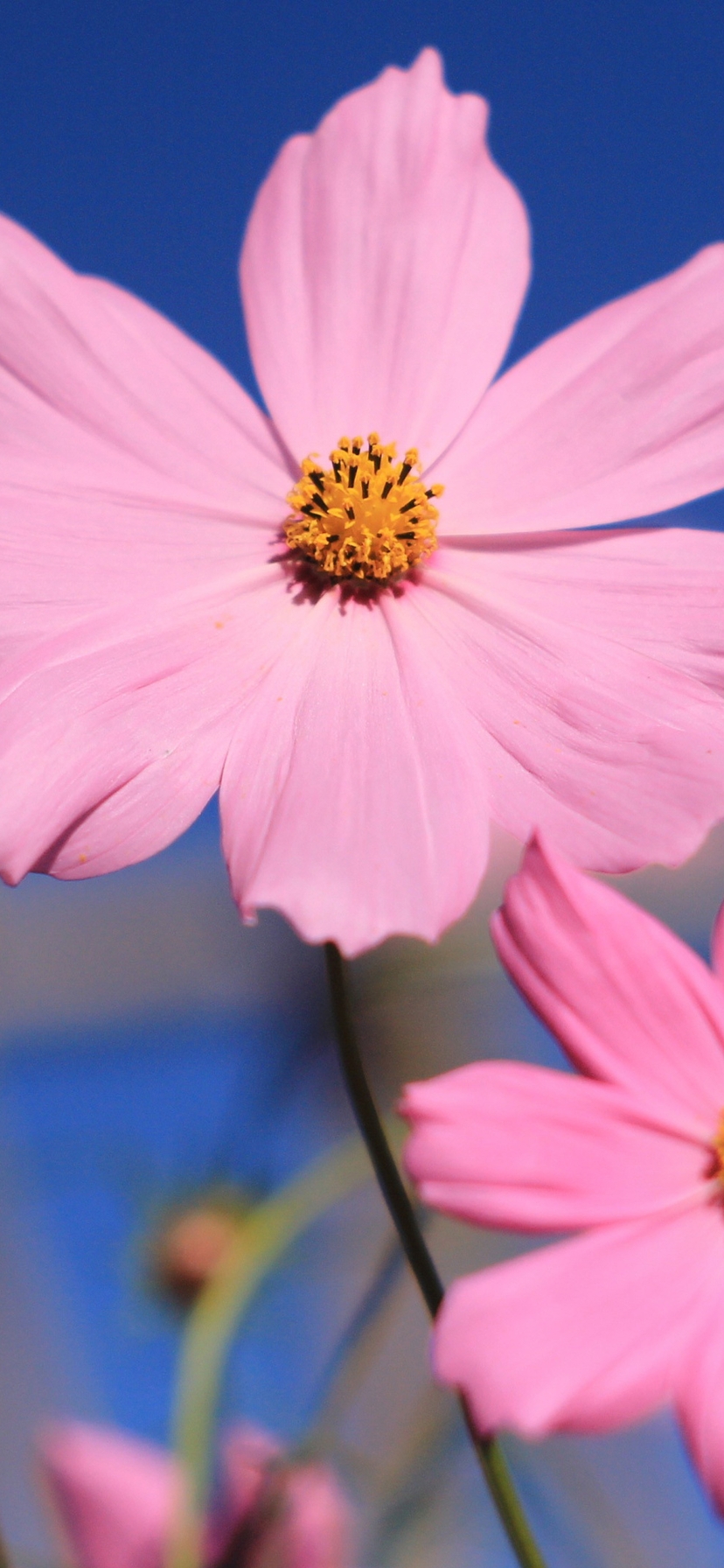Image: Cosmos bipinnatus, flowers, pink, blue background