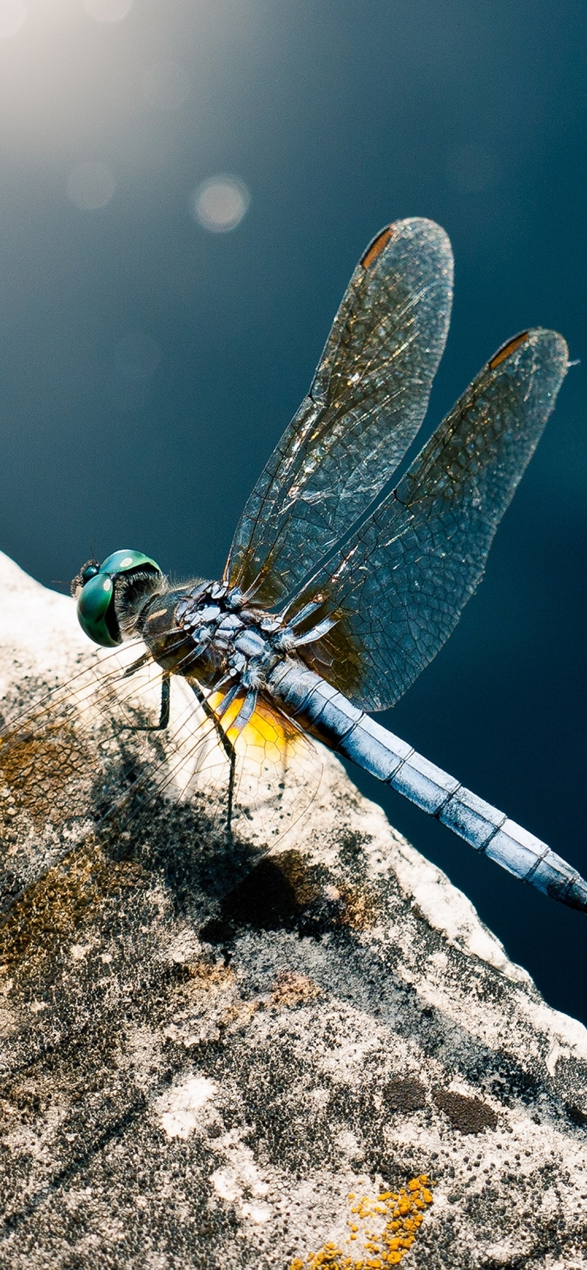 Image: Dragonfly, body, wings, eye, stone