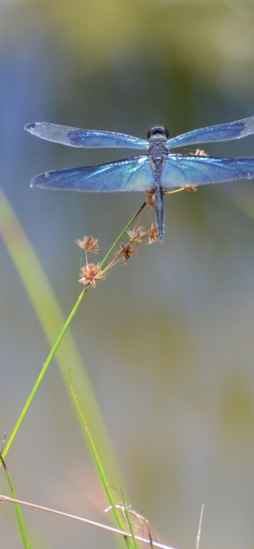 Картинка: Стрекоза, голубая, травинка, крылья, тельце, сидит, растение