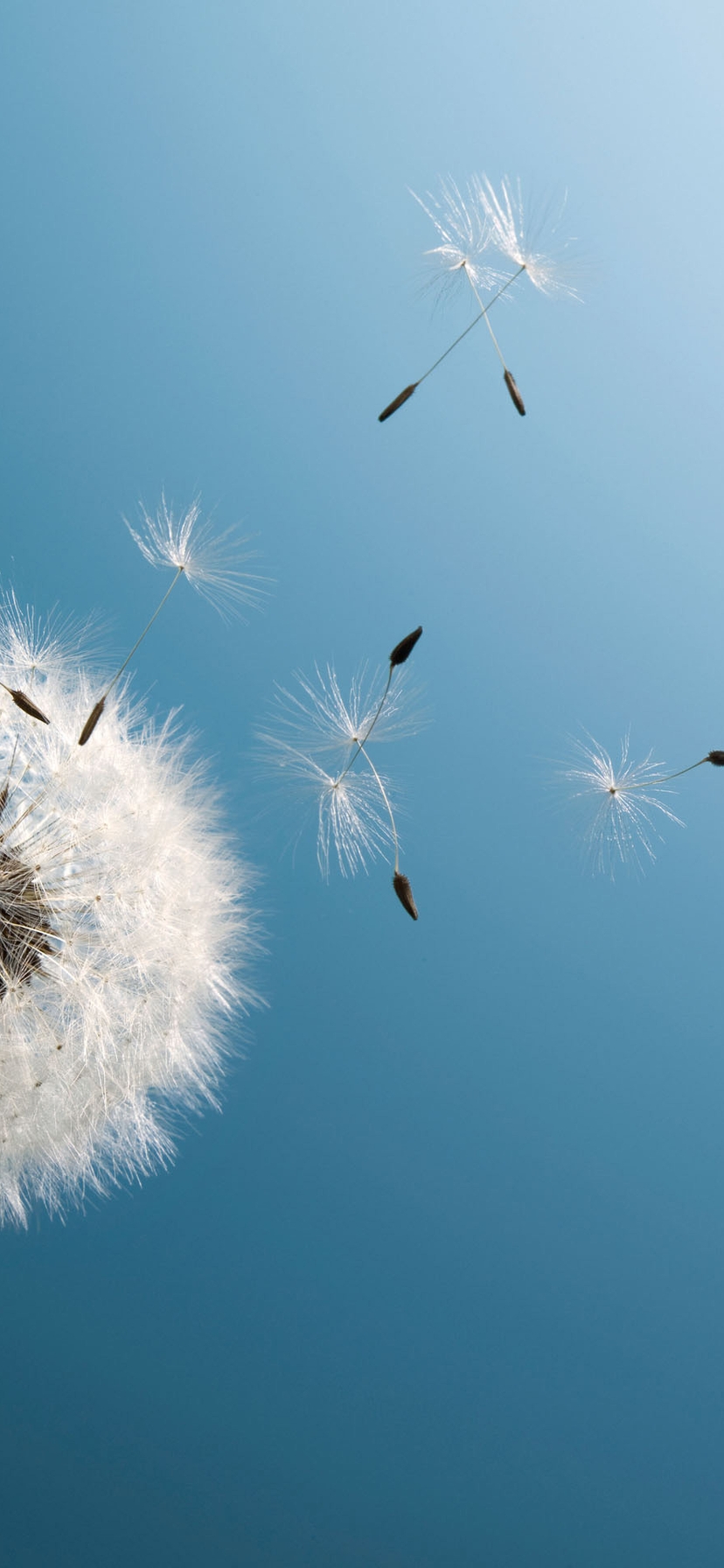 Image: Dandelion, white, seeds, fly, blue, skies