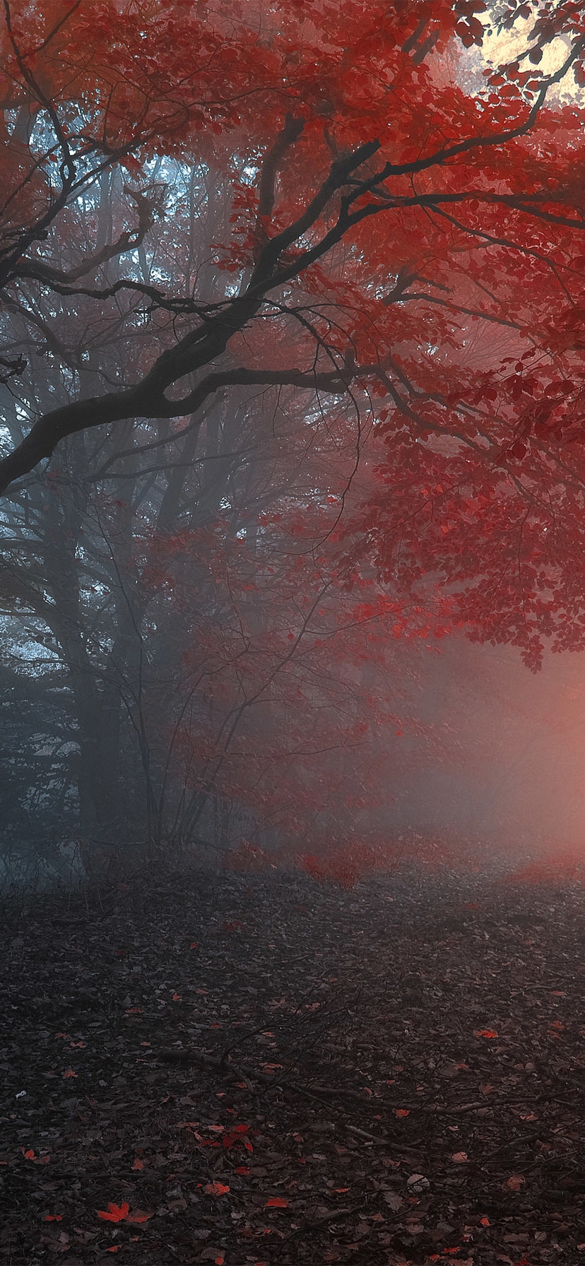 Картинка: Деревья, лес, туман, дорожка, красные листья