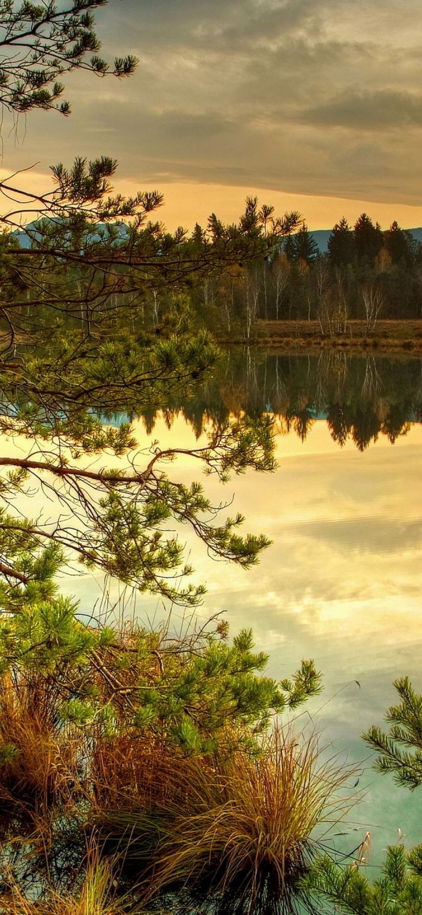Image: Forest, trees, needles, lake, sky, sunset, reflection, autumn