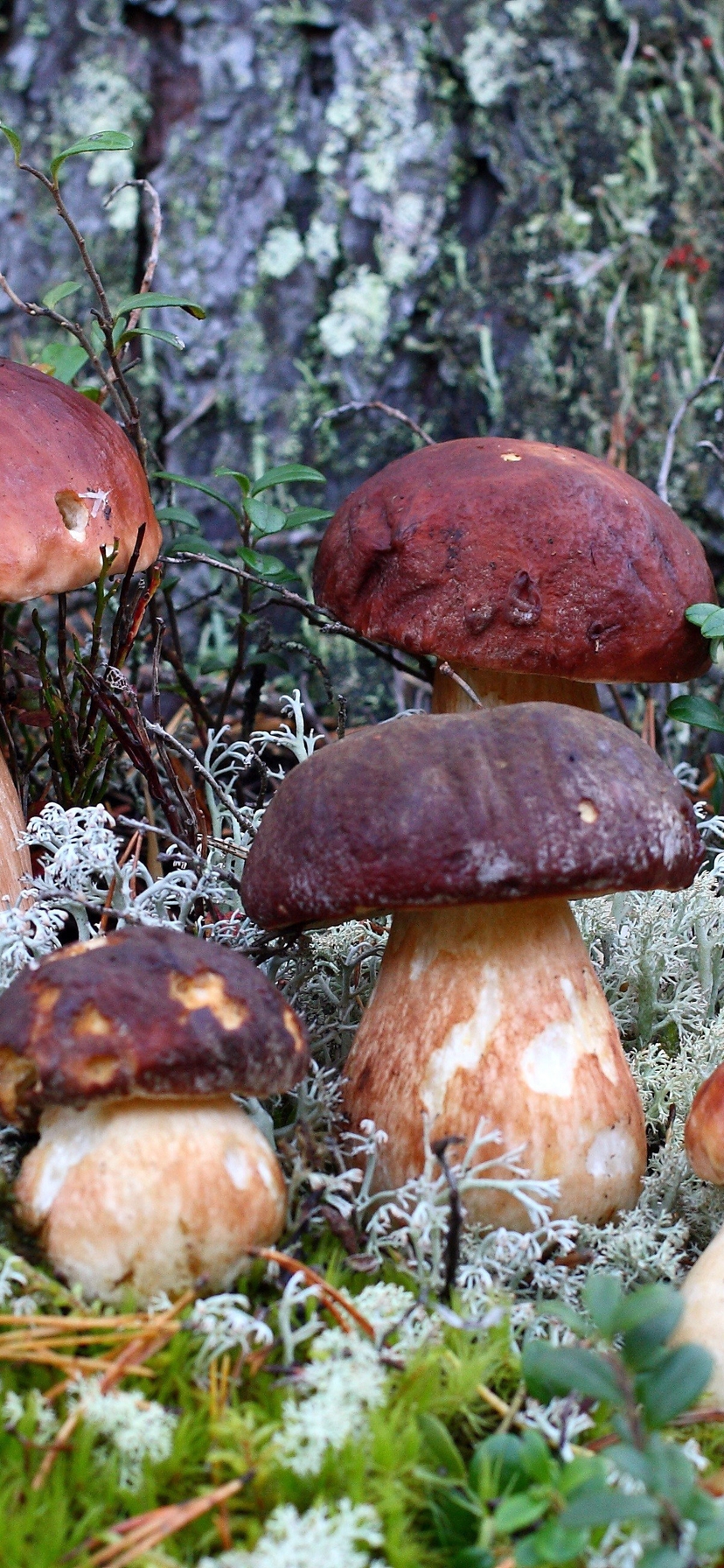 Image: Mushrooms, white fungus, boletus, nature, forest, moss, family