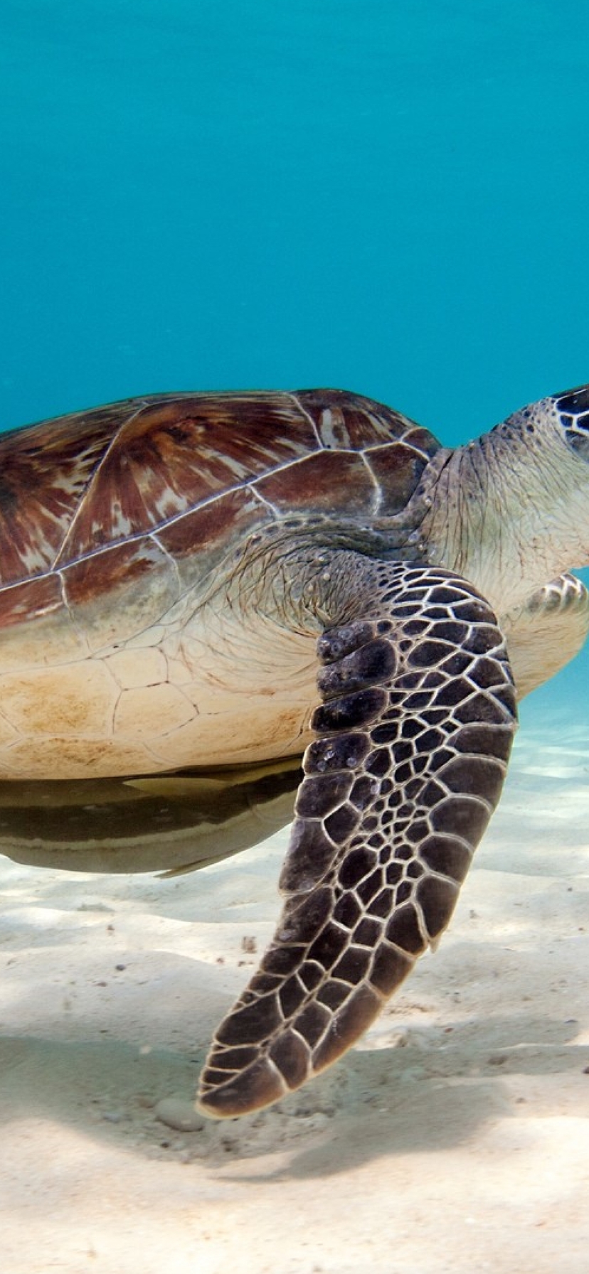 Image: Turtle, shell, sea floor, sand, water, shade