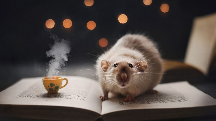Картинка: Крыса, книга, кружка, боке