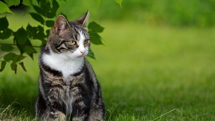 Image: Cat, wool, sitting, look, leaves, grass, nature, summer