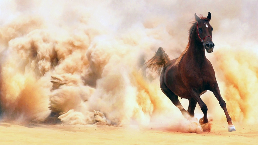 Image: Horse, galloping, dust, sand