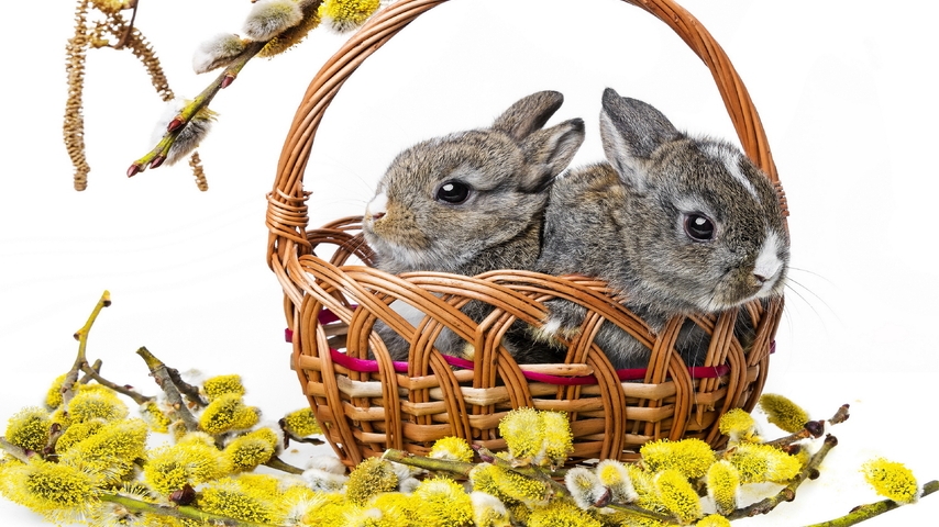 Image: Rabbits, two, basket, willow, twigs