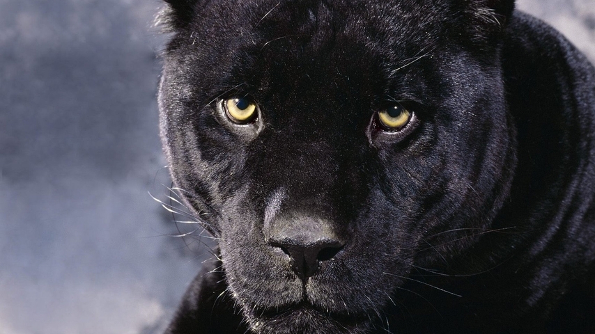 Image: Look, Panther, black, face, eyes, predator