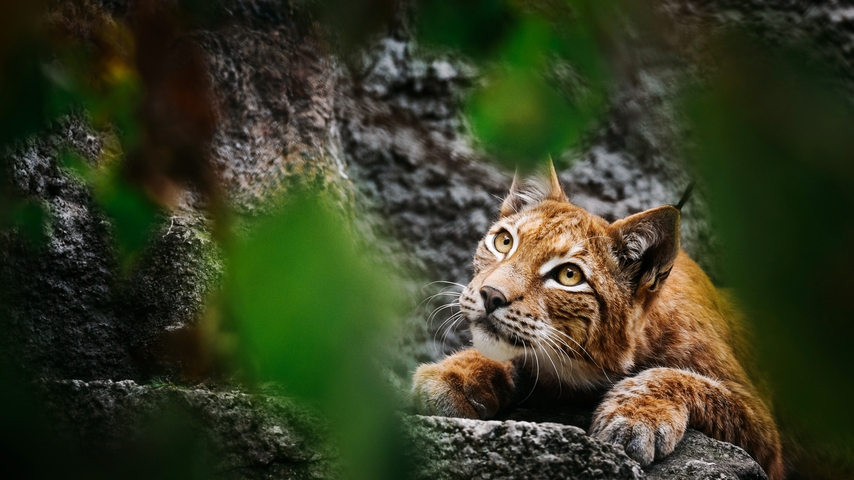 Image: Lynx, predator, nature, snout, look, stones
