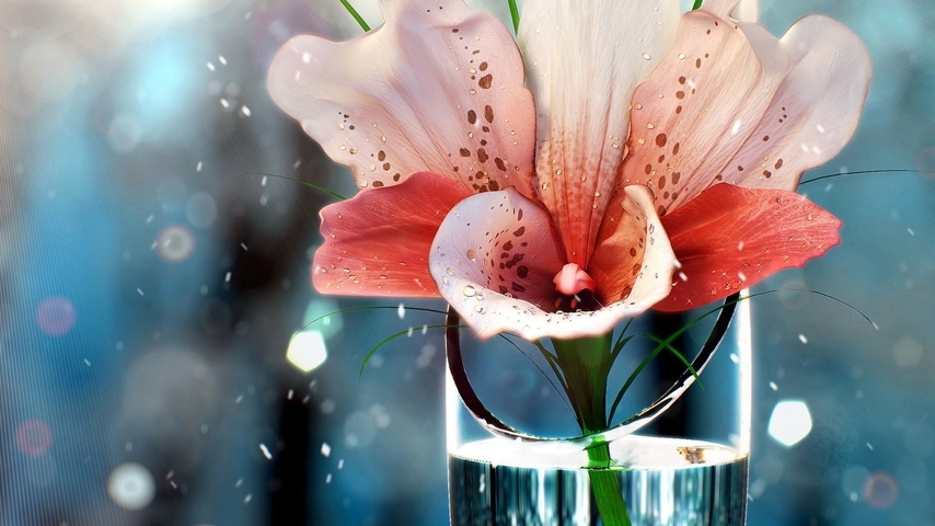 Картинка: цветок, лилия, вода, ваза, частицы, капли, блики