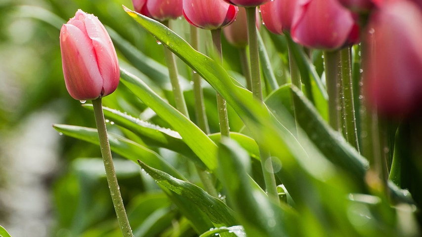 Image: Tulips, pink, leaves, drops, stems, field