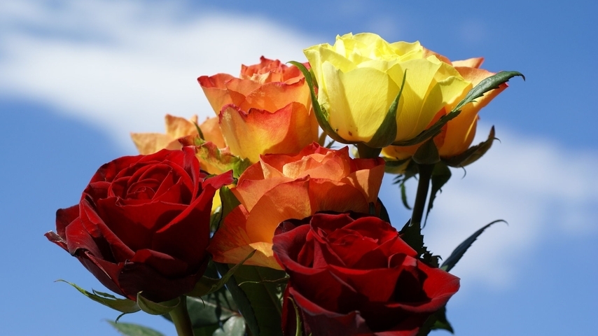 Image: Flowers, roses, sky, clouds, different colors