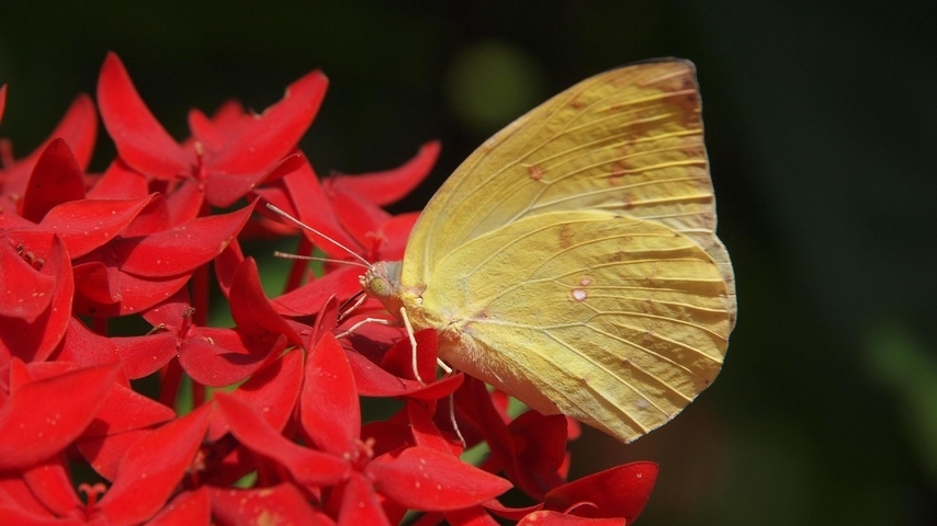 Image: Butterfly, wings, red, flowers