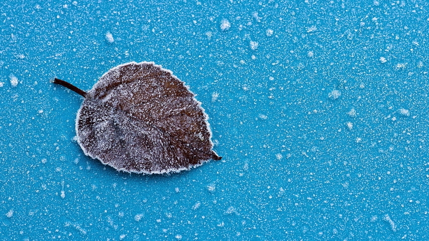 Image: Leaf, mist, drops, snow, frost, blue background