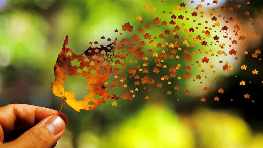 Image: Autumn, maple, leaf, leaflets, fly, wind