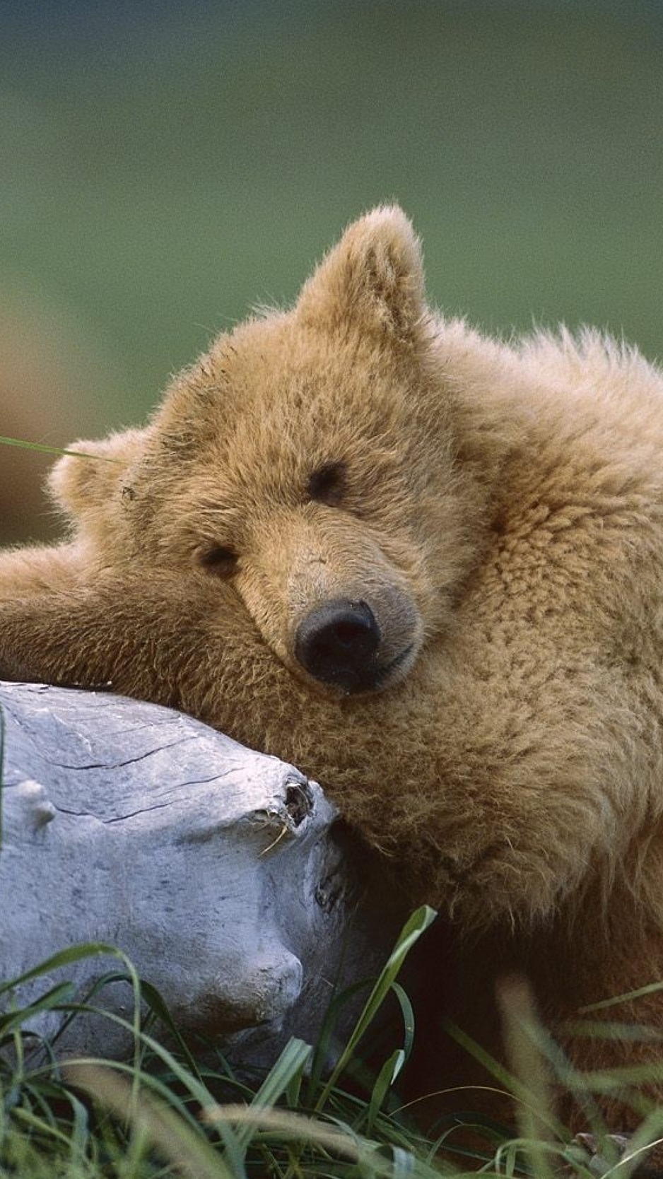 Картинка: Медведь, бурый, шерсть, нос, уши, дерево, трава, лежит, спит