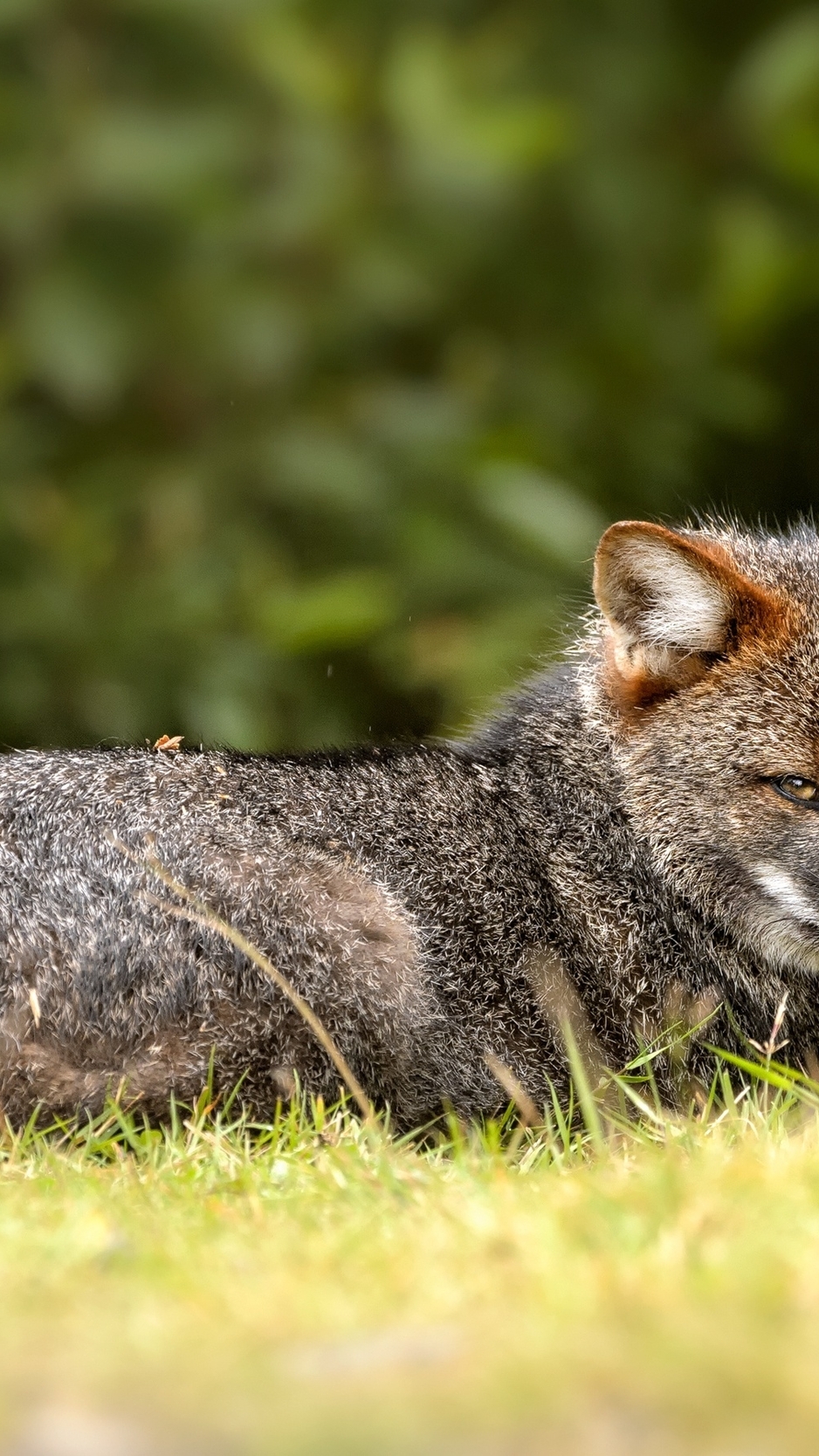 Картинка: Дарвиновская, лисица, Fox, серая, морда, взгляд, трава