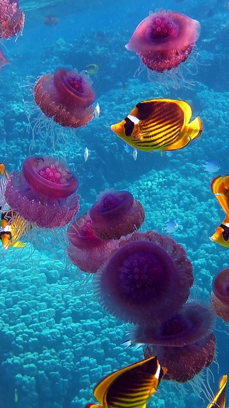 Картинка: Рыбы, медузы, океан, море, кораллы, вода