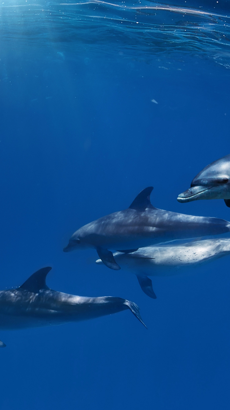 Image: Dolphins, flock, ocean, bubbles, underwater, light, glare