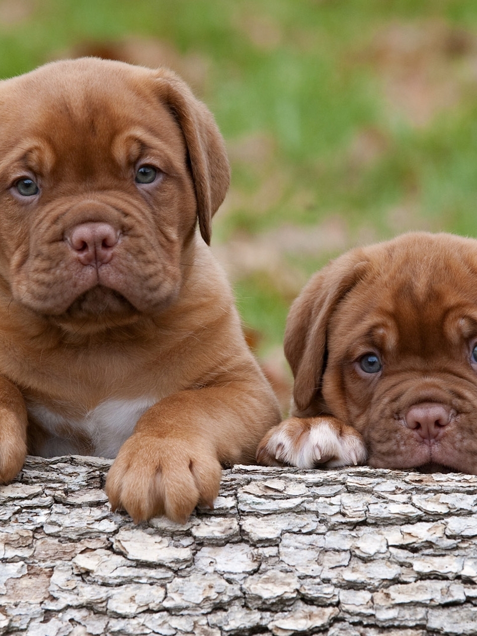 Image: Bordeaux dog, puppies, kids, look, caution